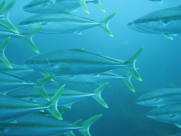 Special Report: Climate shift pushing sportfish south